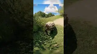 Scelidosaurus Fact By Nigel Marven | Prehistoric Kingdom