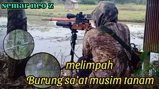 BURUNG MELIMPAH SAAT MUSIM TANAM PADI (SEMAR NEO Z)