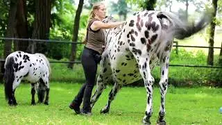 To warm-up Nevada his muscles before training 🐎