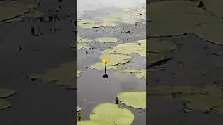 Как мотор болотоход - длинный хвост проходит мель и заросли кубышек и травы