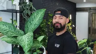Rediscovering My Love For Common Houseplants | 5 Favorite Indoor Plants