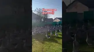 Деревня в Башкирии, стая гусей🙏👍 #рекомендации #shorfs