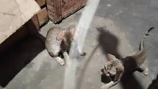billi wala cartoon video mein,,billi wala cartoon..