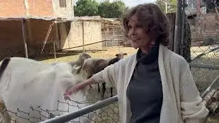 Welcome to Donkey Daycare
