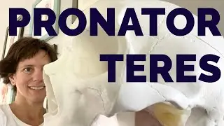 Pronator Teres muscle