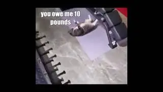 Funny Dubbing on a cat doing sit up video #shorts