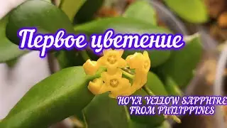 первое цветение HOYA YELLOW SAPPHIRE FROM PHILIPPINES