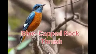 Blue-Capped Rock Thrush (Monticola cinclorhyncha)