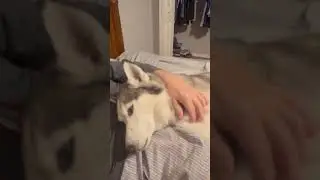 А ЛЕЖАТЬ ДОЛГО НАДО#funny #собака #pets