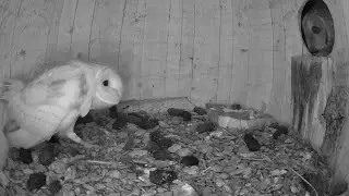 Tawny Owl & Barn Owl Chase - Watch & See what happens!