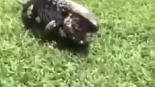 LAGARTIJA HACIENDO LAGARTIJAS