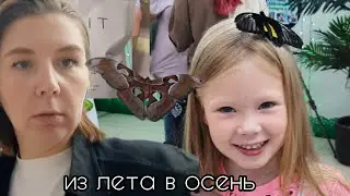 лето/осень.  выставка бабочек,  первый урок у Алисы со слезами.