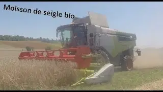 Moisson de seigle Bio