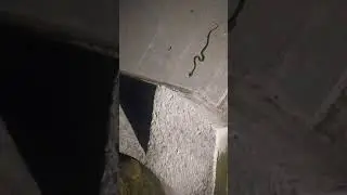 Зеленая змея в Убуде Бали