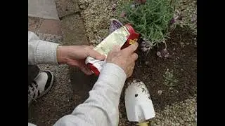 Looking after our plants