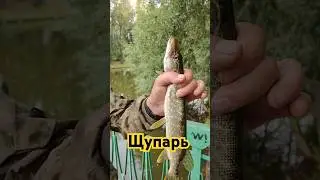 Щупарь