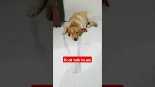 Don't talk  #minivlog #goldenretriever #shortvideos #rjsurabhisaxenaoffial #familyvlogs #ytviral