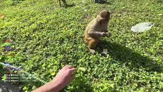 ЗУБАРЕВ ОТЖИМАЕТ БАНАН У ОБЕЗЬЯНЫ🤣🤣🤣