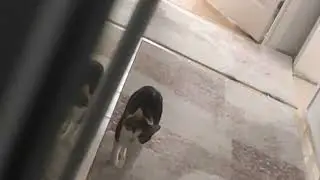 kediyi allahina kavusturuyorum 🐱🐈