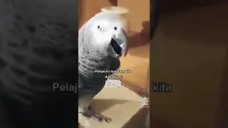 mengagumkan burung ini hafiz Quran #shorts
