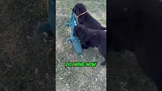 My Chew Toy Now!
