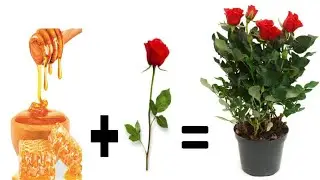 Balkonda Bal ile Gül Köklendirme Bu Kadar Kolay How to grow rose at home