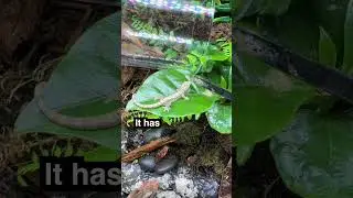 MY new Jungle Planet Paludarium 🪐🦎🐠