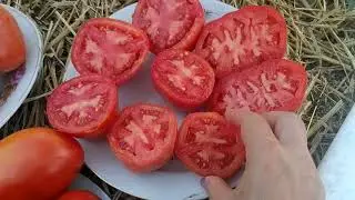 обзор по вкусу, 🍅 какие получились- ,,молодчина,, и ,,де- борау гигант,,