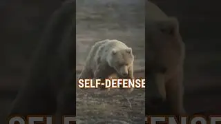 The BEST GRIZZLY BEAR Defense #shorts