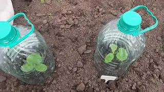 Выращиваю огурцы при помощи пластиковой бутылки