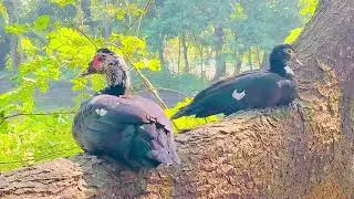 #BEAUTIFUL BIRDS IN BANGLADESH #duck #beautiful #viralvideo #fyp #viralreels 