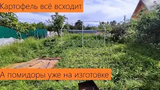 Июнь 2024. Обзор дачи. Помидоры уже бушуют, мощнейший базилик и всё ещё всходящий картофель