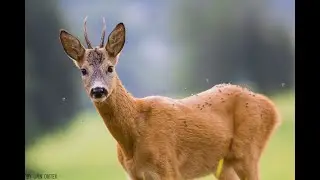 Охота на косулю. Подошёл на 50 метров.Jagd auf Reh.ROE hunting.Chasse au chevreuil