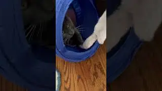 a bit of play time with Tube Tommy! #cat