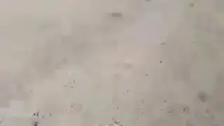 MOTORLARLA ÇILGIN BİR DOMUZ AVI