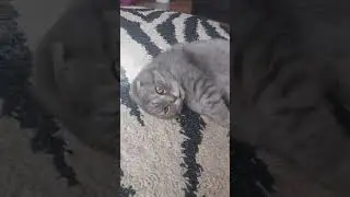 кот мартин