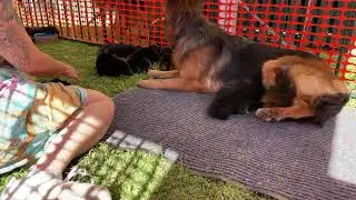 Going live with the Hammergeil Gsd puppies