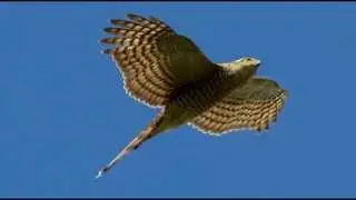 Sparrowhawk Bird Call Bird Song