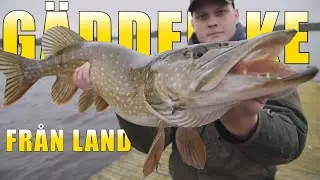 Gäddfiske från land med handgjorda beten!