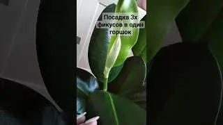 Фикус каучуконосный. Посадка 3х черенков в один горшок. #фикус #растениянаподоконнике #shorts