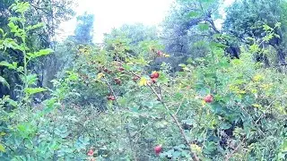 В ГОРНЫЙ ЛЕС ЗА ДИКОРОСАМИ/ХОРОШИЙ ВЫХОД ГРУЗДЯ/ЯБЛОКИ/ШИПОВНИК