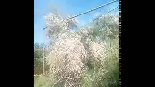 Кто знает, что это за дерево?