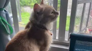 cat and chirping birds #catlover