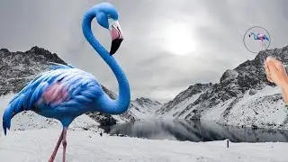 Facts About Flamingos That Will Surprise You 