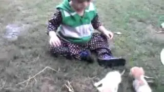 Cats Play