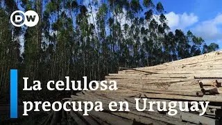 Las empresas de celulosa uruguayas amenazan ríos y suelos
