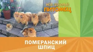 Померанский шпиц. Милота зашкаливает! Видеозарисовка