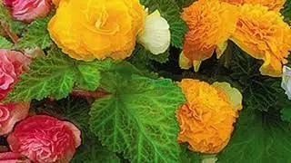 ПОЛЕЗНАЯ  ИНФОРМАЦИЯ ДЛЯ ЦВЕТОВОДОВ //  BEGONIA // БЕГОНИЯ