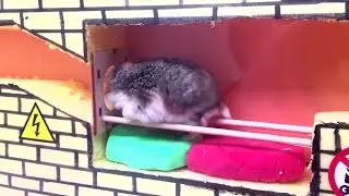 My Funny Pet Hamster in 6 Level Pyramid Maze