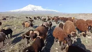 Migration Documentary (Episode 7) Flash flood after the rainfall --gave birth-- severe winds brou...